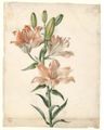 Giraultaugustine dessin fleurdelys 1833.jpg