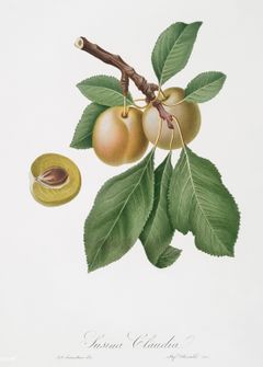 Illustration de la prune.