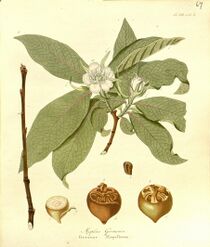 Illustration du néflier.