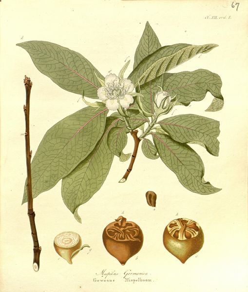 Fichier:Neflier espilus germanica 1802.jpg