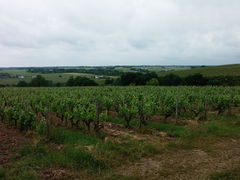 Rochefortsurloire chaume-2015e.jpg