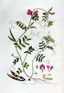 Illustration de la Vicia sativa.