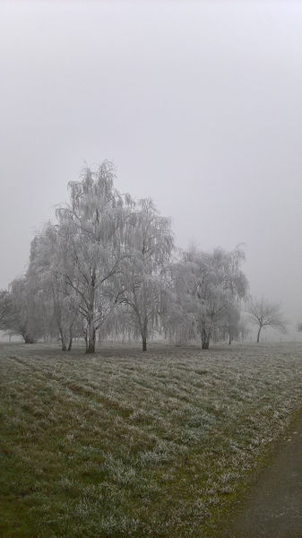 Fichier:Anjou givre 20161231 w.jpg