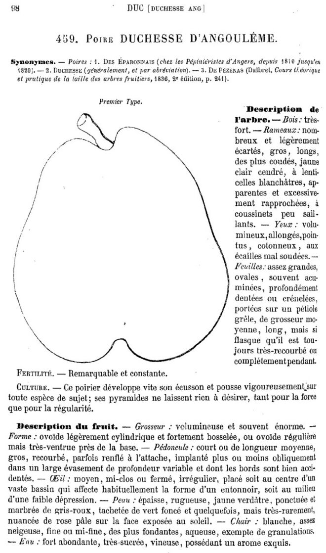 Page 98 du second tome du Dictionnaire de pomologie.
