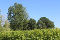 Rochefort sur loire 2021-9418.JPG
