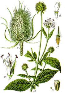 Illustration de la Cardère velue.
