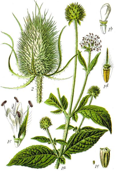 Fichier:Dipsacus spp Sturm 1796.jpg