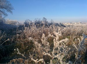 Photographie de givre à Trélazé.