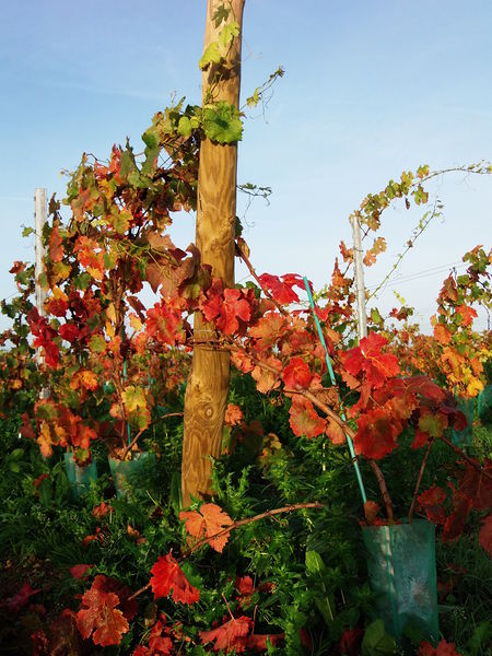 Fichier:Vignes en automne - 2015d.jpg