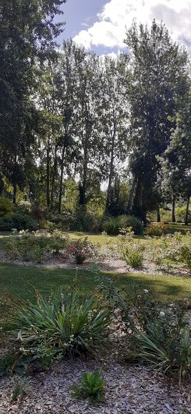 Fichier:Cheminsrose 104541.jpg