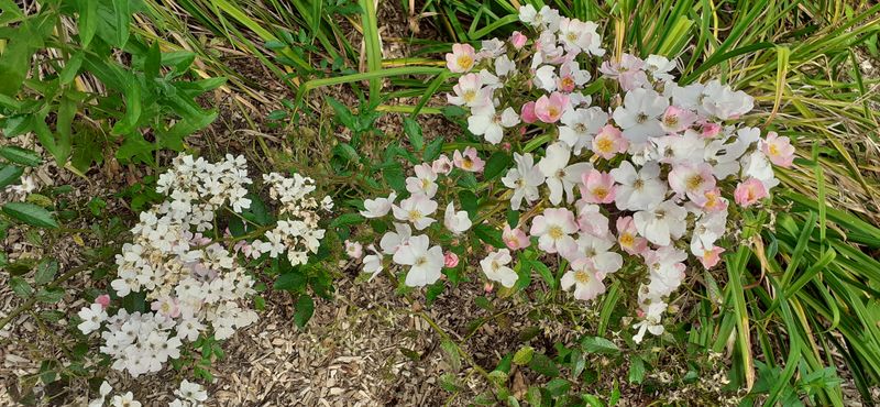 Fichier:Cheminsrose 102045.jpg