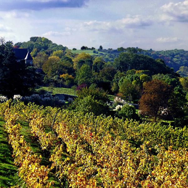 Fichier:Saintaubindeluigne vignes - 2015a.jpg