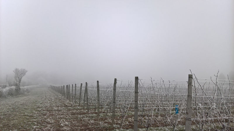Fichier:Anjou givre 20161231 j.jpg