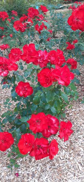 Fichier:Cheminsrose 102303.jpg
