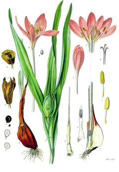 Illustration de la colchique d'automne.