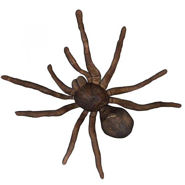 Fichier:Illustration araignée.jpg