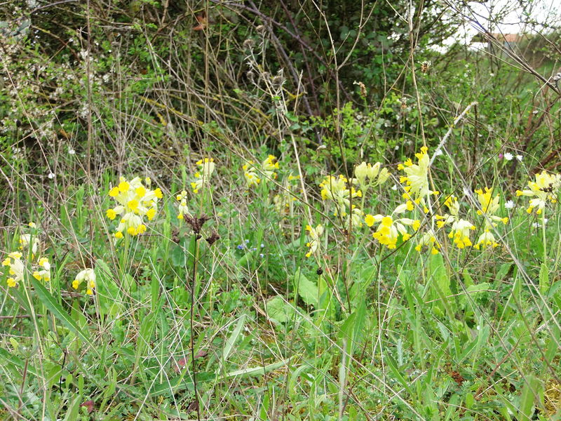 Fichier:Coucou fleur la pommeraye-2014a.jpg