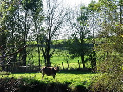 Layon saintaubindeluigne 2013-2.jpg