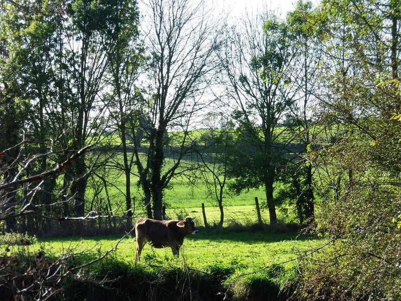 Fichier:Layon saintaubindeluigne 2013-2.jpg