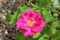 Chemille camifolia 1484.JPG