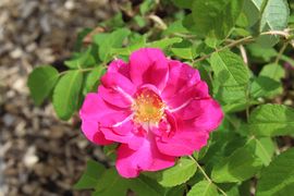 Chemille camifolia 1484.JPG