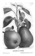 Bulletins de 1872 du Cercle d'arboriculture de Belgique - p208i.jpg