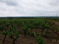 Le vignoble de Chaume. Plus de photos…