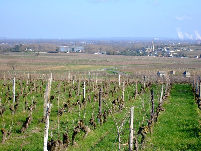 Fichier:Souzay vignoble 2007a.jpg