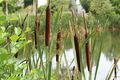 Chemille camifolia 1512.JPG