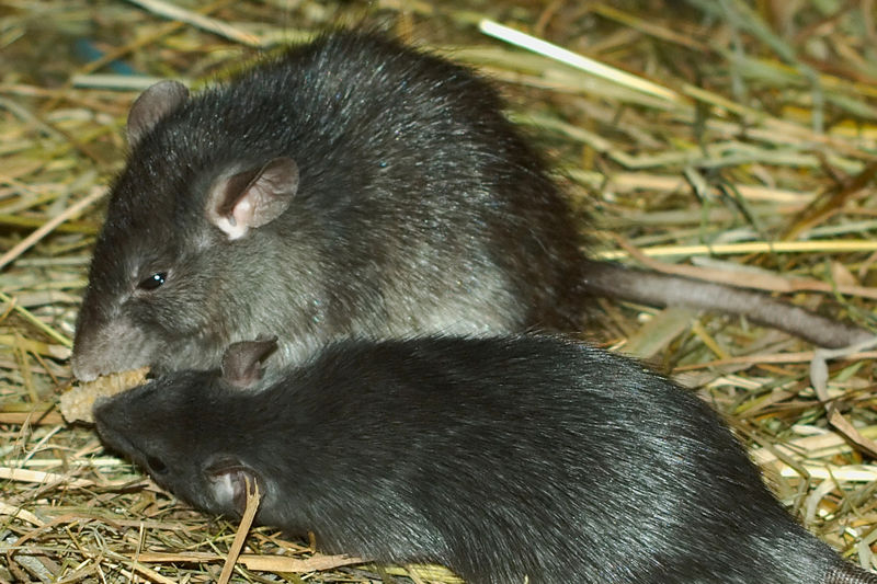 Fichier:Rat noir 2009a.jpg