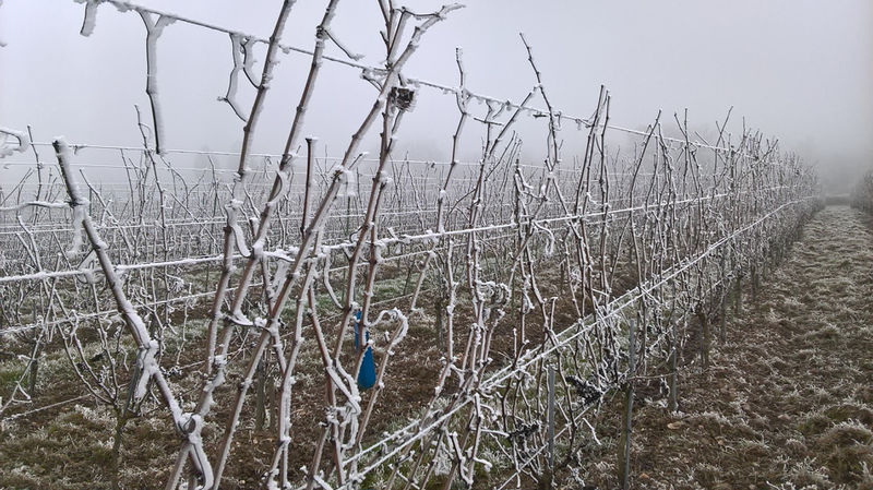 Fichier:Anjou givre 20161231 l.jpg