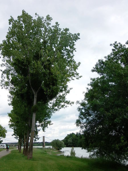 Fichier:Bouchemaine bord de maine 2015d.jpg