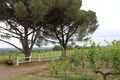 Savennieres epire coulee de serrant 2024-0982b.JPG