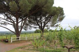 Savennieres epire coulee de serrant 2024-0982b.JPG