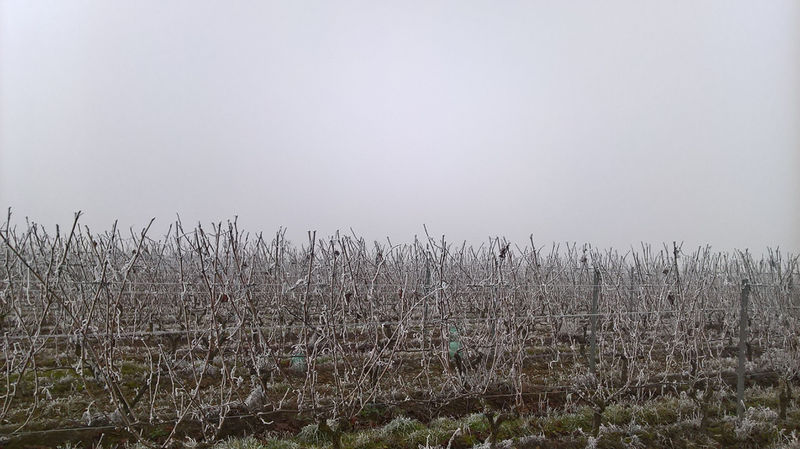 Fichier:Anjou givre 20161231 u.jpg