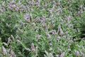 Chemille camifolia 1432.JPG