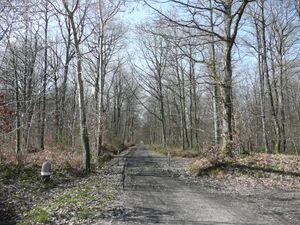 Photographie de la forêt.