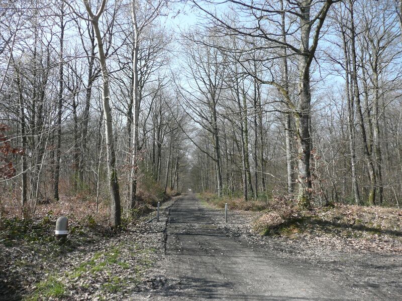 Fichier:Combree foret ombree 2011a.jpg