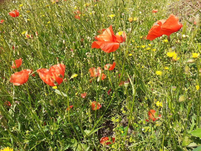 Fichier:Saintgeorgessurloire fleurs 2024 164838.jpg