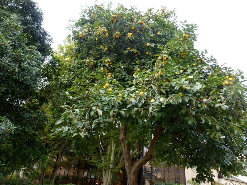 Fichier:Angers, Un oranger en fruits.JPG