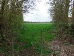 Gogane champtocesurloire 2014a.jpg