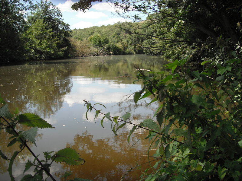 Fichier:Layon saintaubindeluigne 2012b.jpg