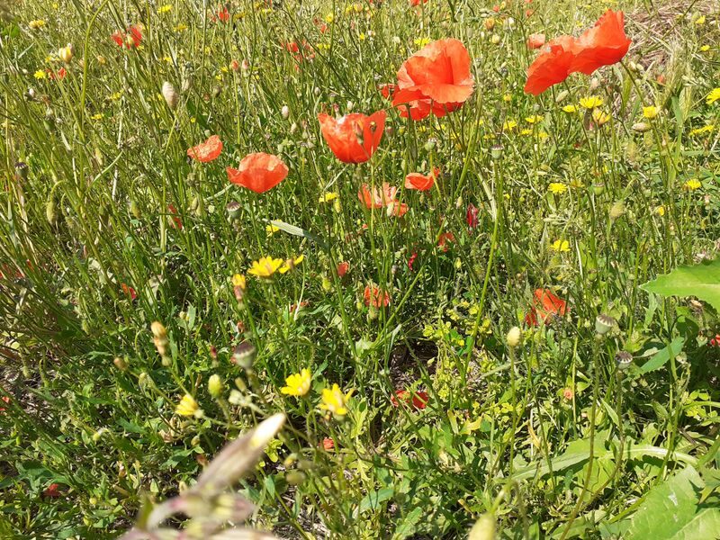 Fichier:Saintgeorgessurloire fleurs 2024 164826b.jpg