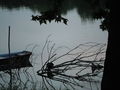 Castor angers maine 2013-2.jpg