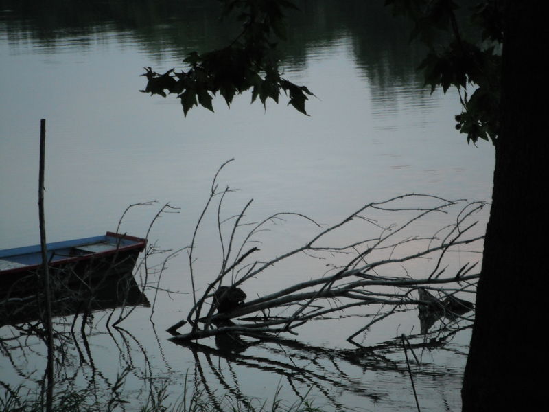 Fichier:Castor angers maine 2013-2.jpg