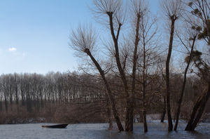 Photographie de la Sarthe en crue à Écouflant.