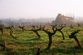 Vignes
