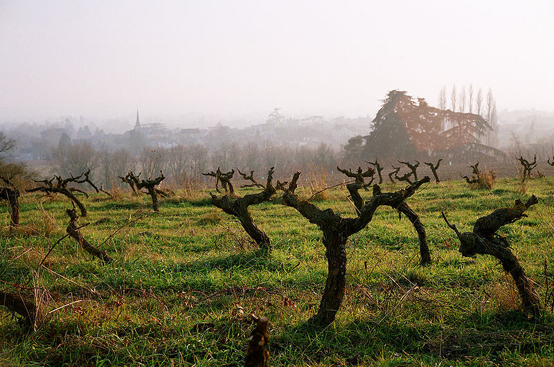 Fichier:Savennieres vignes.jpg