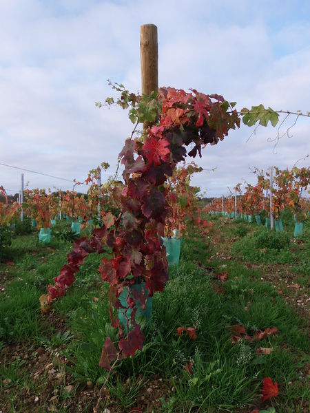 Fichier:Vignes en automne - 2015h.jpg