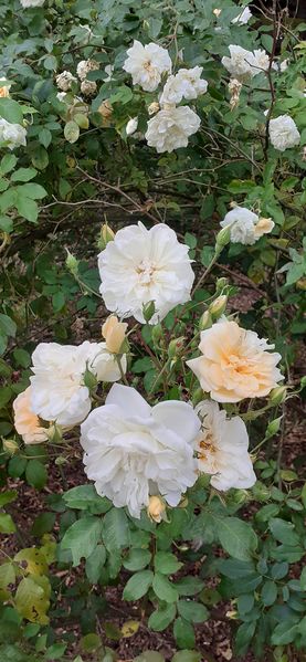 Fichier:Cheminsrose 102008.jpg